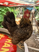 Muôn mai bán đắt