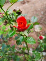 Linh