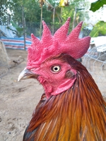 ý gà 