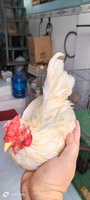 trần đông dương