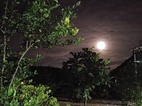 Thành Phương