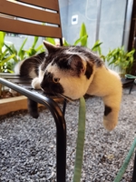 Tuyết Sương