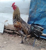 Tí 