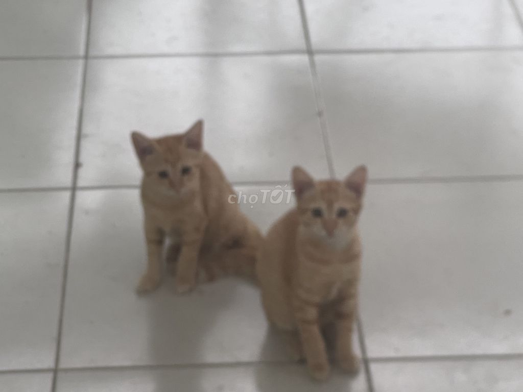Mèo Munchkin 3 tháng tuổi màu Cam. Mua bán Mèo tại Quận 12 Tp Hồ Chí Minh được đăng bởi Hien Hoang hình 1