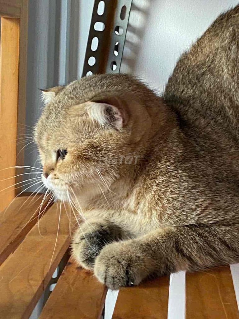 Mèo Golden Cái 13 Tháng Tuổi Chưa SS. Mua bán Mèo tại Huyện Nhà Bè Tp Hồ Chí Minh được đăng bởi Đức Thuận hình 1