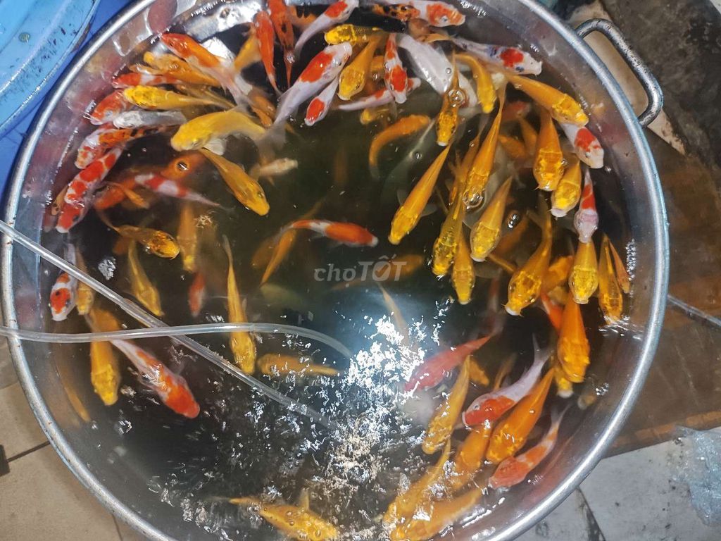 Cá chép Koi đa màu số lượng nhiều. Mua bán Thú cưng khác tại Quận 3 Tp Hồ Chí Minh được đăng bởi trần lê trung chiến hình 1