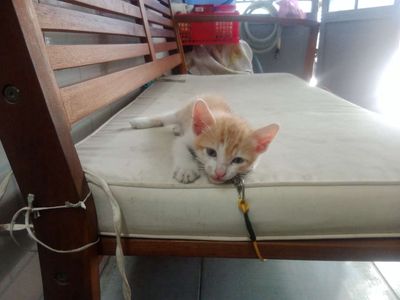 Mèo tam thể. Mua bán Mèo tại Quận 12 Tp Hồ Chí Minh được đăng bởi Trà Đá