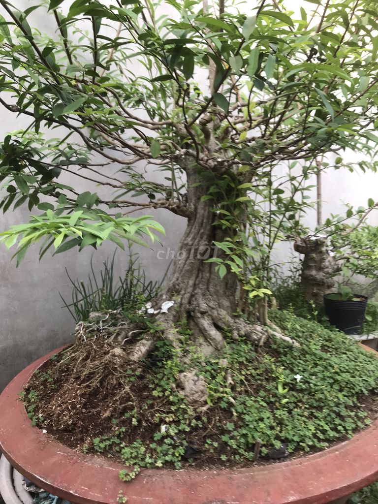 Cây cảnh Mai chiếu thủy. Mua bán Cây cảnh, đồ trang trí tại Thành phố Bến Tre Bến Tre được đăng bởi Thành hình 1