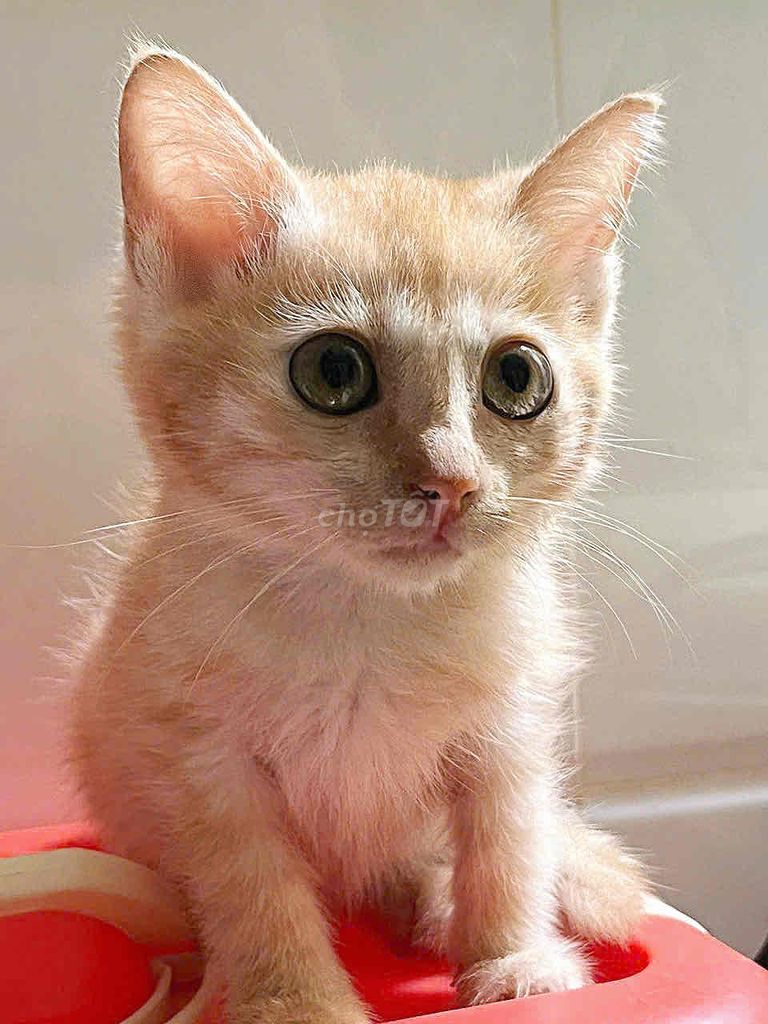 Mèo Lai Anh Vàng kem. Mua bán Mèo tại Quận 7 Tp Hồ Chí Minh được đăng bởi Salina Nguyễn hình 1