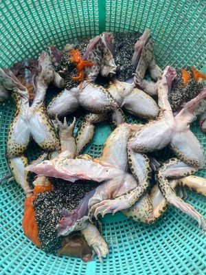 e gom ếch đồng bác nào ăn alo e 250k kg. Mua bán Đồ ăn, thực phẩm và các loại khác tại Quận Hoàng Mai Hà Nội được đăng bởi tình yêu đầu tiên