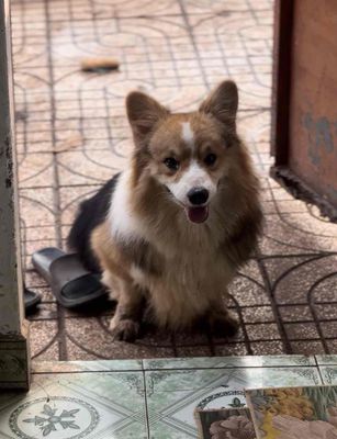 Cún đực Corgi lông dài. Mua bán Chó tại Huyện Trảng Bom Đồng Nai được đăng bởi minh thanh