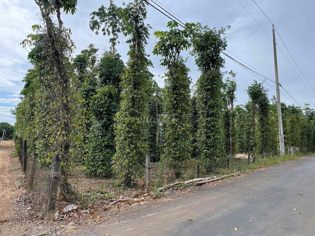 ĐẤT VƯỜN XUYÊN MỘC VỊ TRÍ ĐẸP. Mua bán Đất tại Huyện Xuyên Mộc Bà Rịa - Vũng Tàu được đăng bởi Joyce Nguyen hình 4
