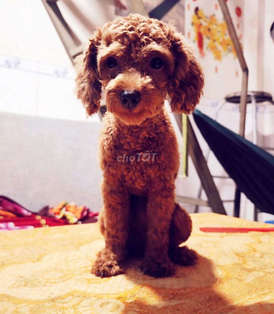 Ko có thời gian  chăm,cần tìm ba mẹ mới cho bé.. Mua bán Chó tại Huyện Cần Giuộc Long An được đăng bởi Tú Thánh Thiện hình 1