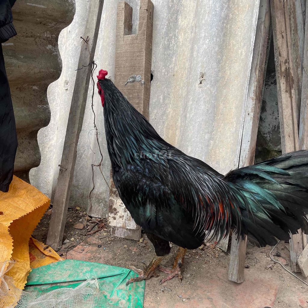 Gà trống Đen Đực đã tiêm. Mua bán Gà tại Huyện Châu Thành Sóc Trăng được đăng bởi Tèo Em hình 1