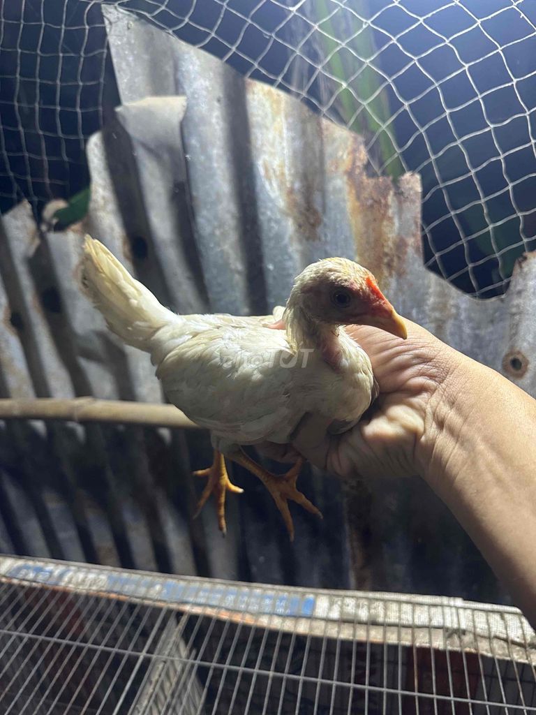 Gà Mái tre mỹ keslo 3 tháng. Mua bán Gà tại Huyện Bến Lức Long An được đăng bởi Phong hình 1