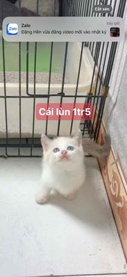 Mèo Aln đực cái