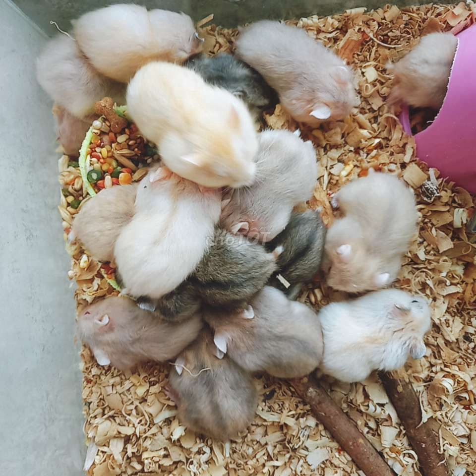 Chuột hamster winter white (2 bé tặng 1)