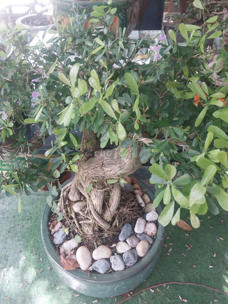 Cây cảnh Linh sam Bonsai. Mua bán Cây cảnh, đồ trang trí tại Huyện Củ Chi Tp Hồ Chí Minh được đăng bởi Bùi thị Mỹ bình hình 1