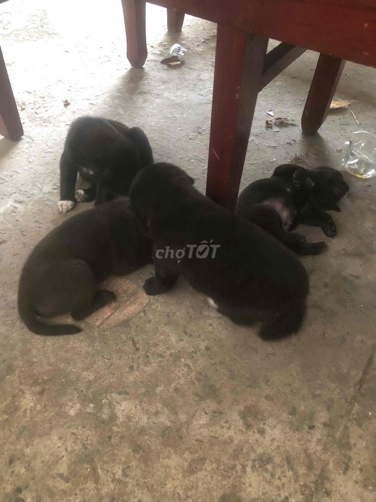 cần thanh lý bầy chó nhật lai ai nuôi lh