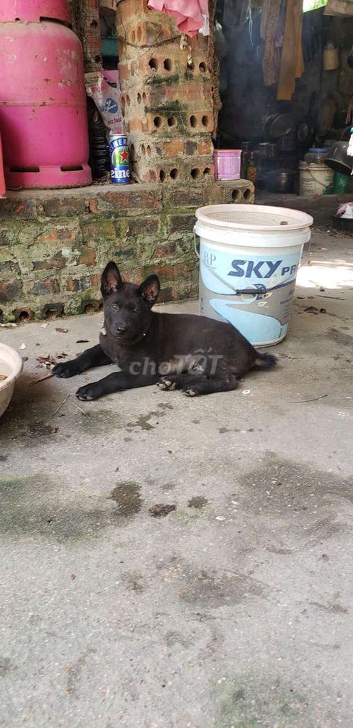 Chó Mông cộc lai Malinois . Mua bán Chó tại Thị xã Phổ Yên Thái Nguyên được đăng bởi Quế hình 1