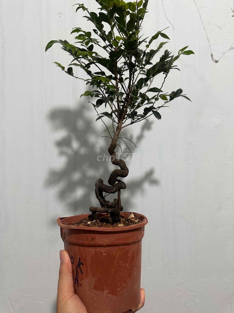 Cây Tùng đen đọt đỏ. Mua bán Cây cảnh, đồ trang trí tại Quận 10 Tp Hồ Chí Minh được đăng bởi Hoàng Hải hình 1