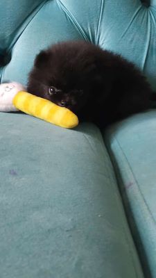 Bán chó Phốc Sóc (Pom) - size tiny/teacup