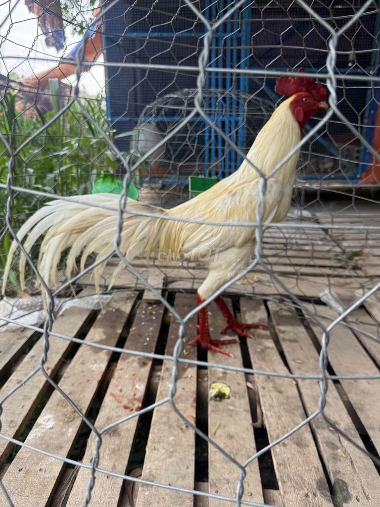 3ki3 thái mồng vua Bán hoặc gl gà đá liền. Mua bán Gà tại Huyện Châu Thành An Giang được đăng bởi trung khang hình 1