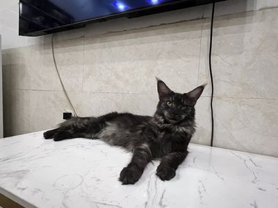 Mèo Maine coon Cái thuần chủng, Màu đen xám, 5 kgs