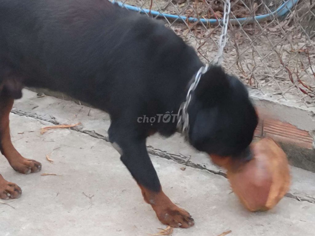 Chó Rottweiler đực trưởng thành. Mua bán Chó tại Thành phố Biên Hòa Đồng Nai được đăng bởi Nhân Rottweiler  hình 5