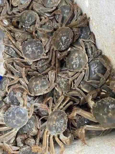 Cua Cà Ra sống 1kg. Mua bán Đồ ăn, thực phẩm và các loại khác tại Quận Hoàng Mai Hà Nội được đăng bởi  Bep Me Bao hình 1