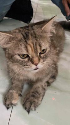 Tìm chủ mới cho bé. Mua bán Mèo tại Quận Gò Vấp Tp Hồ Chí Minh được đăng bởi Bích Hiền