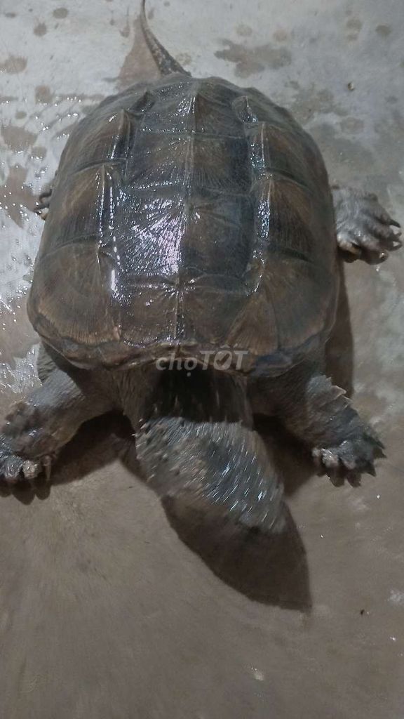 Để lại con rùa. Mua bán Thú cưng khác tại Quận 12 Tp Hồ Chí Minh được đăng bởi trịnh trung hoa hình 1