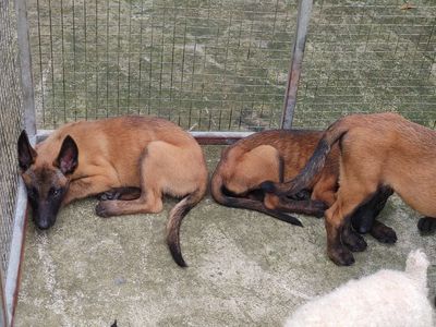 chó Xuất Chuồng Malinoi. Mua bán Chó tại Thành phố Cà Mau Cà Mau được đăng bởi Nhân Rottweiler 