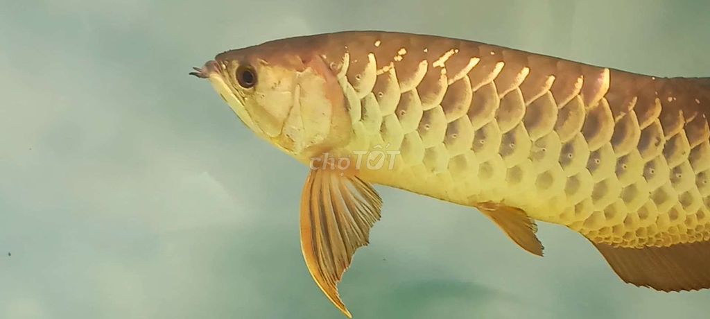 Cá Rồng 53cm Vàng đồng. Mua bán Thú cưng khác tại Quận 12 Tp Hồ Chí Minh được đăng bởi Trung Thành  hình 1