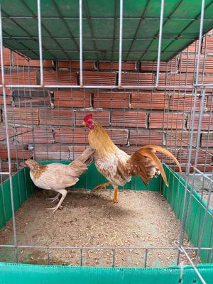 mỹ simon. Mua bán Gà tại Quận 8 Tp Hồ Chí Minh được đăng bởi Tấn Sang