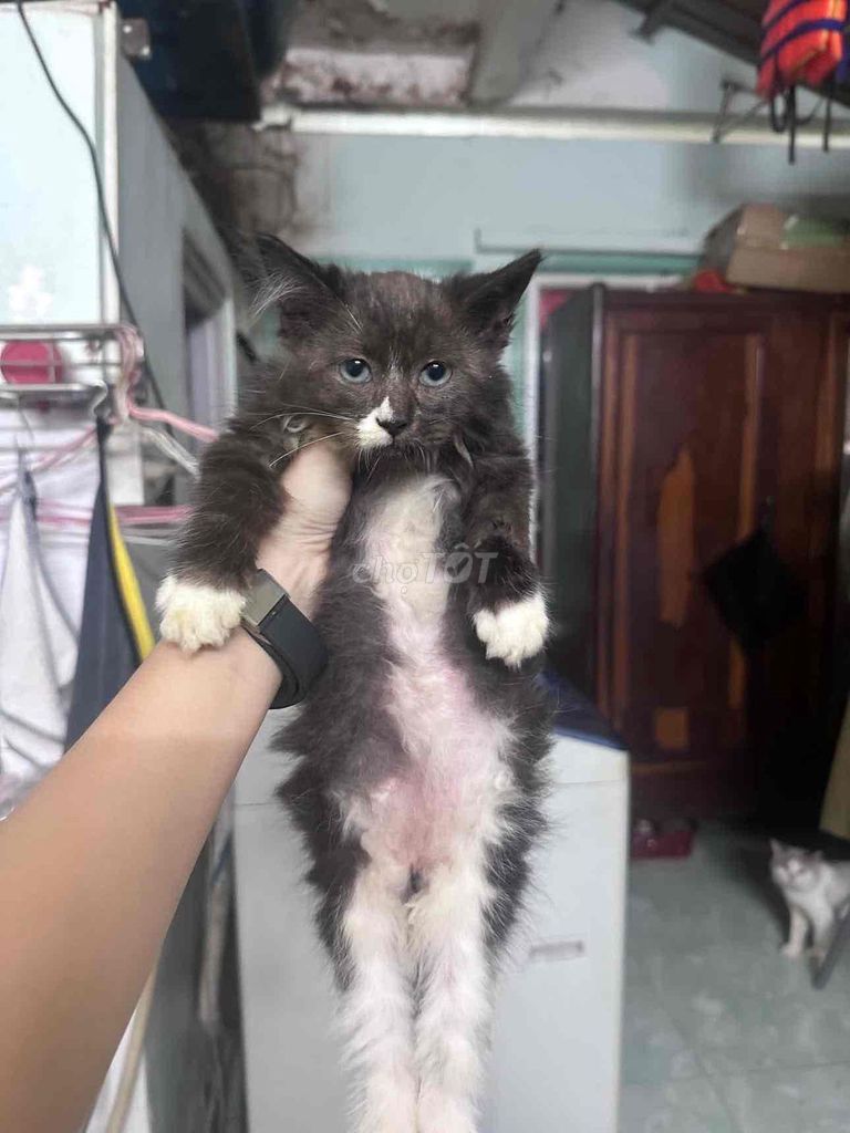 Mèo Anh Loong Dài 2.5 tháng Đen trắng, Xám. Mua bán Mèo tại Quận 10 Tp Hồ Chí Minh được đăng bởi Phan Kristin hình 1