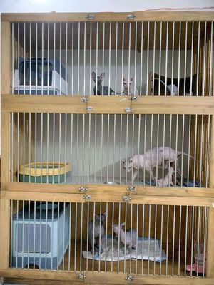 Chuồng mèo gỗ đặc nguyên khối 3 tầng. Mua bán Phụ kiện, Thức ăn, Dịch vụ tại Huyện Hóc Môn Tp Hồ Chí Minh được đăng bởi Thanh Thanh