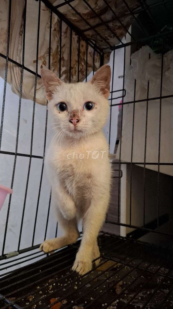 mèo nga cái  trắng mắt xanh. Mua bán Mèo tại Quận Hoàng Mai Hà Nội được đăng bởi Thu Sẽ Gầy hình 1