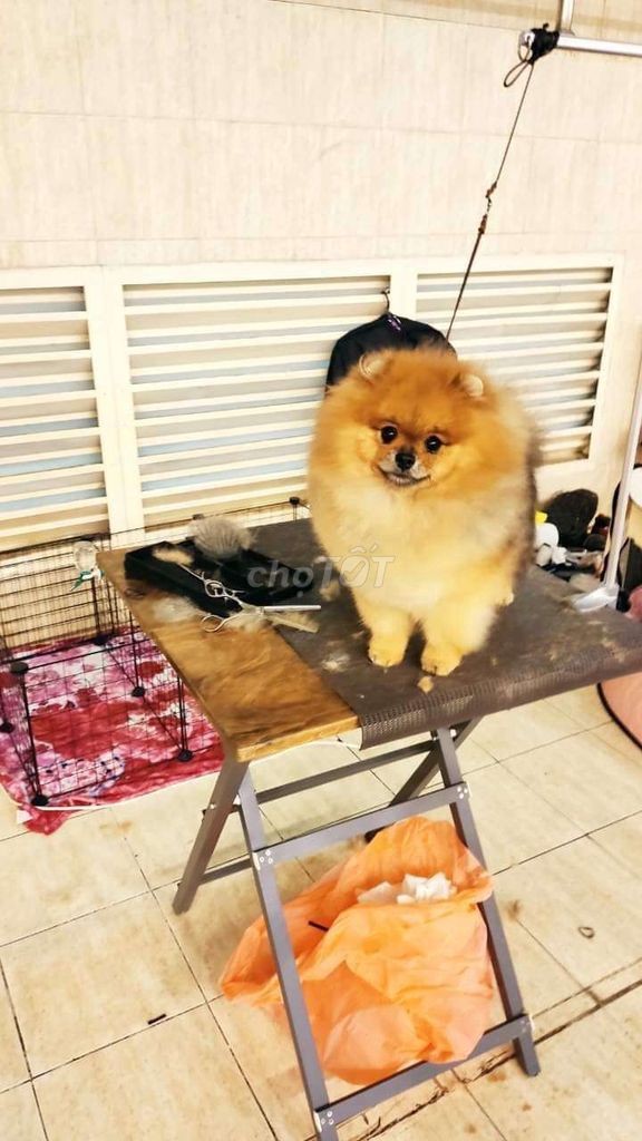 Đực giống chất lượng cao đã có nhiều baby đẹp