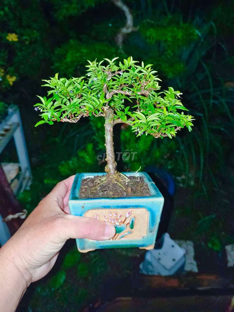 Cây Mai Chiếu Thủy bonsai để bàn