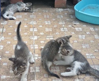 mèo Anh lai thông minh. Mua bán Mèo tại Quận Tân Bình Tp Hồ Chí Minh được đăng bởi Song Doan