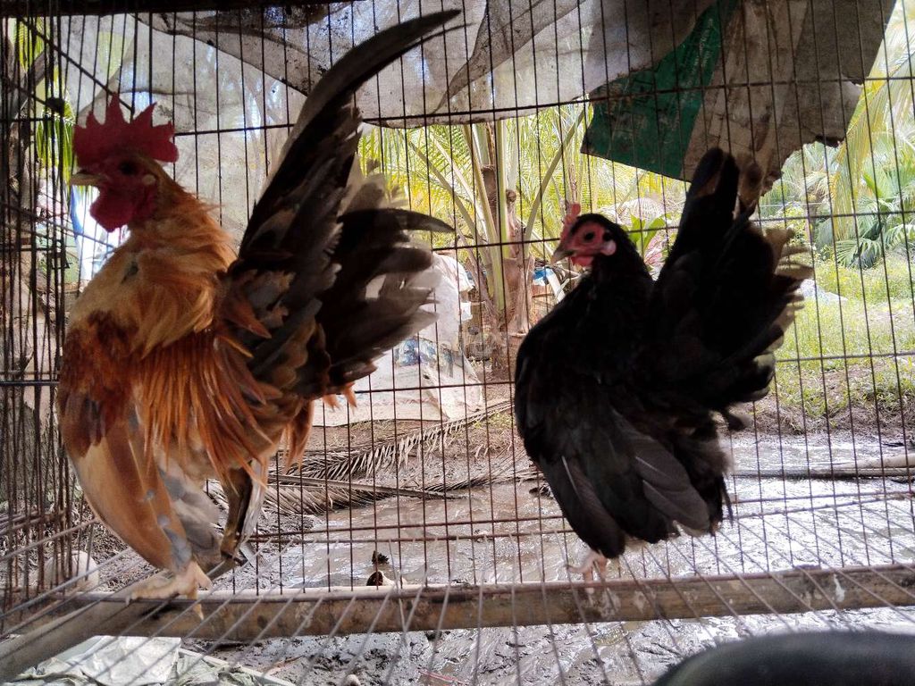 Cặp gà serama!. Mua bán Gà tại Quận 12 Tp Hồ Chí Minh được đăng bởi Nguyễn Hoài Nam hình 4