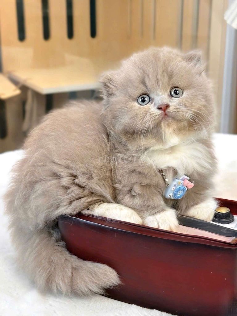 Mèo Munchkin Đực Bililac Tai Cụp Đã tiêm. Mua bán Mèo tại Quận 7 Tp Hồ Chí Minh được đăng bởi THÀNH THẮNG hình 1