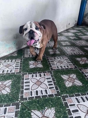 Bull Anh Cái. Mua bán Chó tại Huyện Trảng Bom Đồng Nai được đăng bởi Trangg Sam