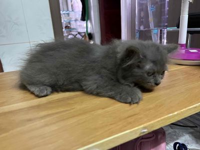 mèo Anh lông ngắn nhà đẻ