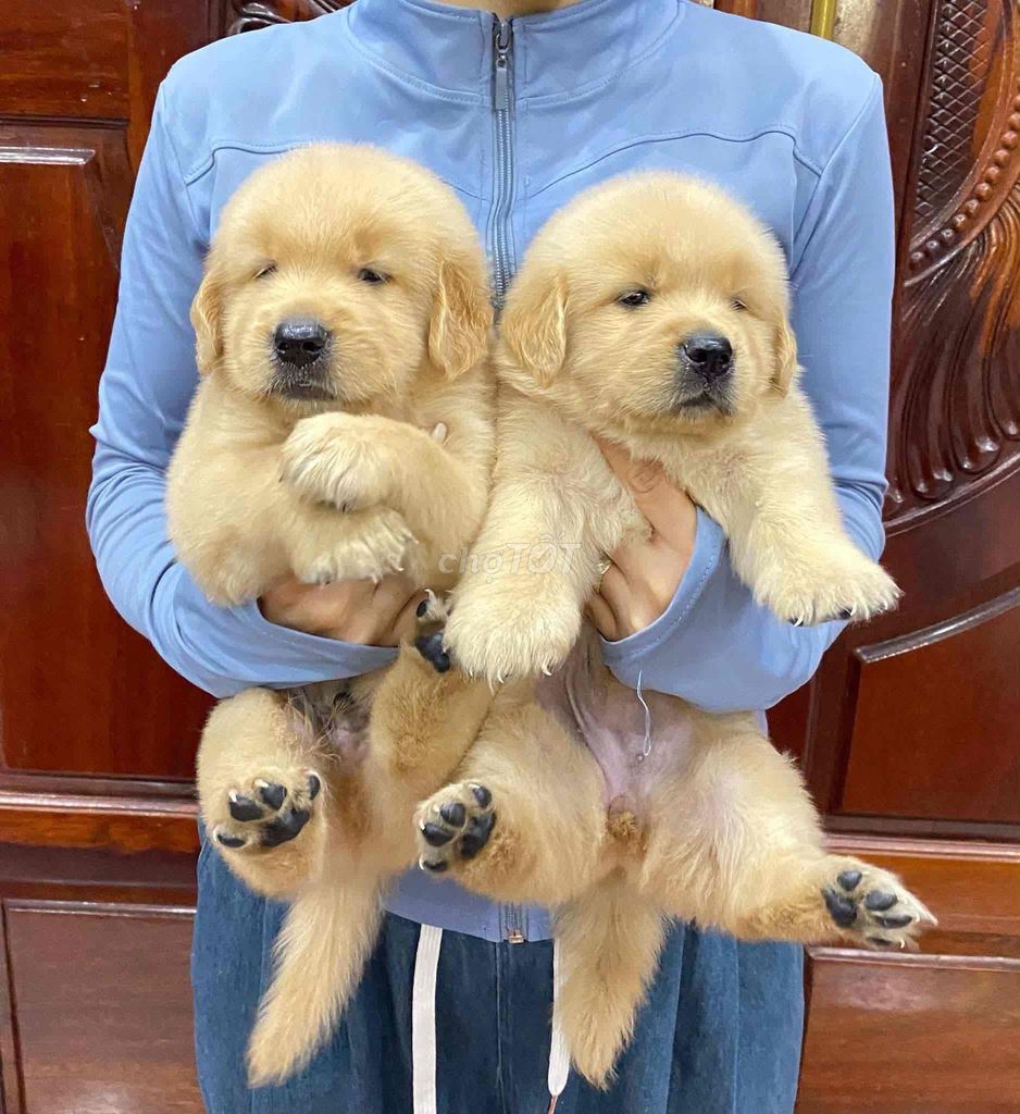 Chó Golden Retriever Vàng. Mua bán Chó tại Quận Hải Châu Đà Nẵng được đăng bởi ken hình 1