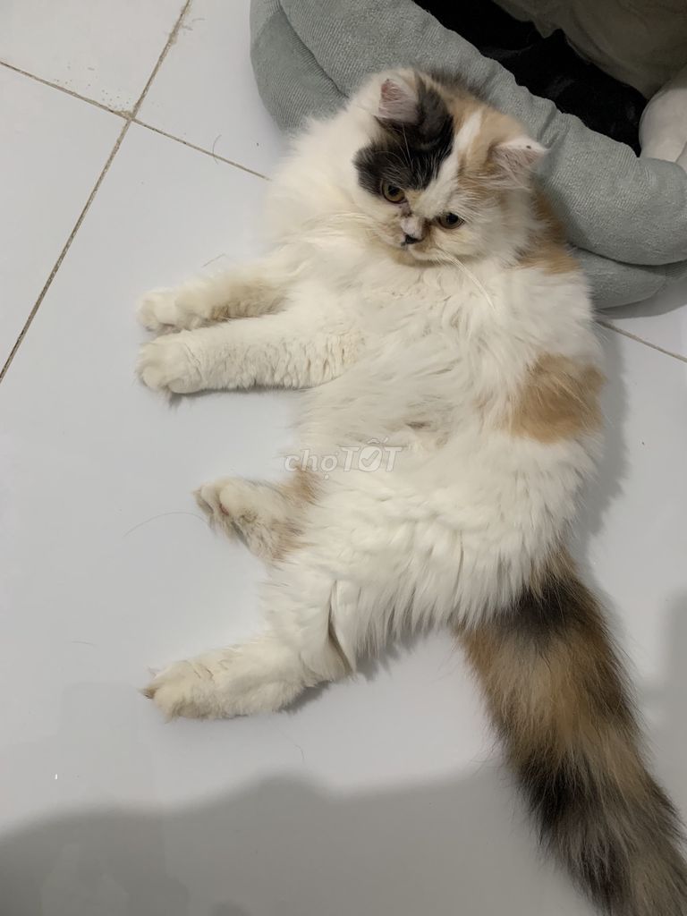 Mèo ALD Tam thể Lông mượt. Mua bán Mèo tại Huyện Bình Xuyên Vĩnh Phúc được đăng bởi Hạnh Đinh hình 1