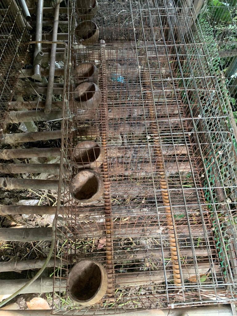 Lồng nuôi thỏ 6 ngăn kim loại. Mua bán Phụ kiện, Thức ăn, Dịch vụ tại Thị xã Bình Minh Vĩnh Long được đăng bởi Nguyễn Quang Vinh hình 1