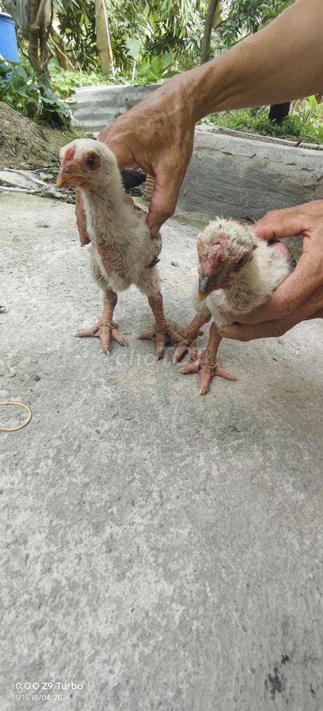 Gà Đông Tảo nhà nuôi khỏe mạnh. Mua bán Gà tại Huyện Cai Lậy Tiền Giang được đăng bởi Hoàng Tú Ngô hình 1