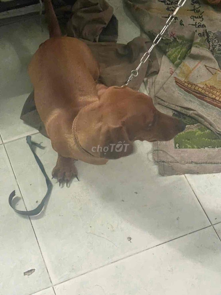 Chó Lạp Xưởng Cái Nâu 12kg. Mua bán Chó tại Quận Gò Vấp Tp Hồ Chí Minh được đăng bởi Diễm hình 1